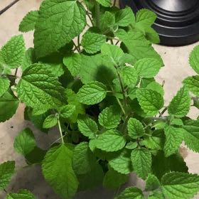Photo of the plant species Orange Balm by @SuperblyAlbo26 named Madonna on Greg, the plant care app