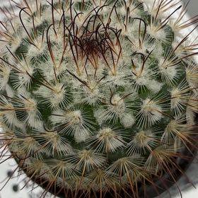 Photo of the plant species Fish Hook Cactus by @PetRedcap44 named Taylor Swift on Greg, the plant care app