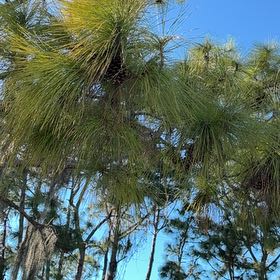 Photo of the plant species Loblolly Pine by @PetRedcap44 named Stella on Greg, the plant care app