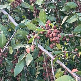 Photo of the plant species Button Mangrove by @PetRedcap44 named ChloroPhil on Greg, the plant care app