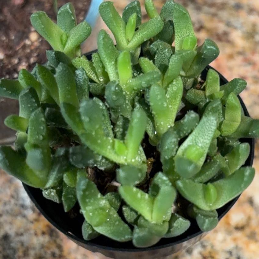 Photo of the plant species Stomatium by @FlashyIcarus20 named Dolores on Greg, the plant care app