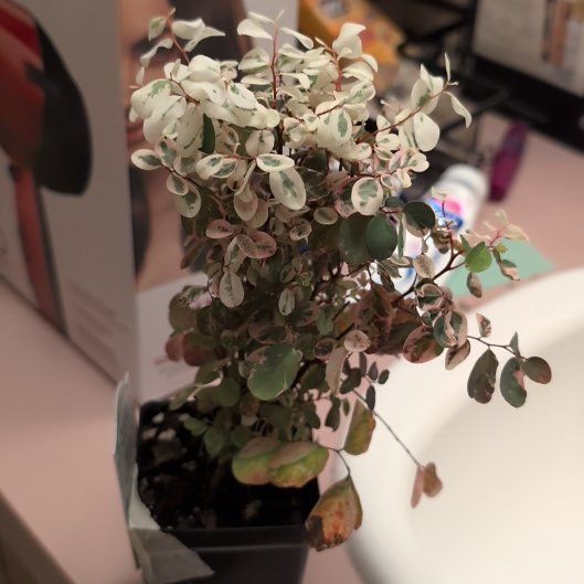 Photo of the plant species Brenia Snowbush by @VipGreenice35 named Terra on Greg, the plant care app