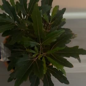 Photo of the plant species Olympia False Aralia by @GoodyPixiecap38 named Loki on Greg, the plant care app