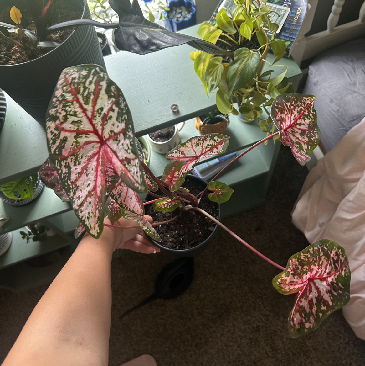 pinkalicous