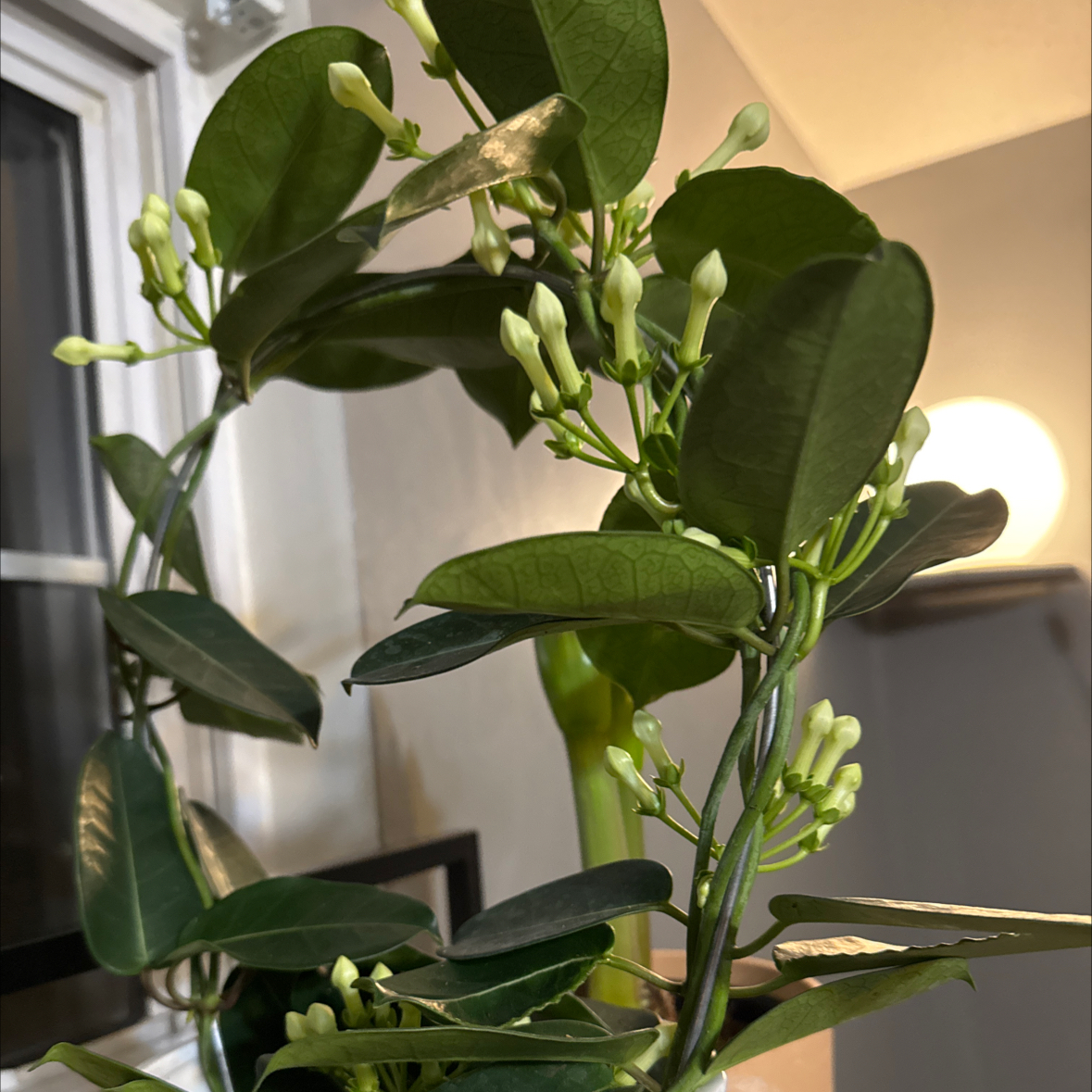 Photo of the plant species Jasmine by @ClearCosmo2 named Terra on Greg, the plant care app
