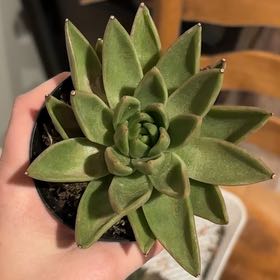 Photo of the plant species Echeveria 'Miranda' by @YokeMiro28 named LiloStitch on Greg, the plant care app