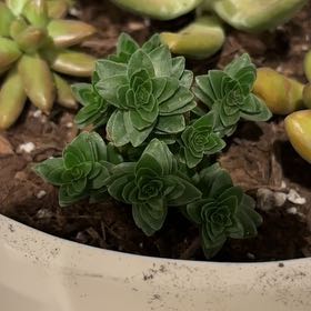 Photo of the plant species Crassula 'Spiralis Estagnol' by @YokeMiro28 named James Dean on Greg, the plant care app