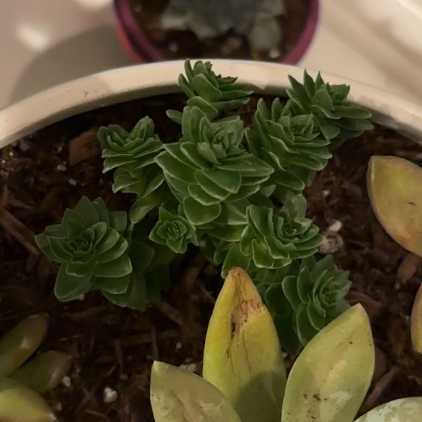 Photo of the plant species Crassula 'Spiralis Estagnol' by @YokeMiro28 named Denali on Greg, the plant care app
