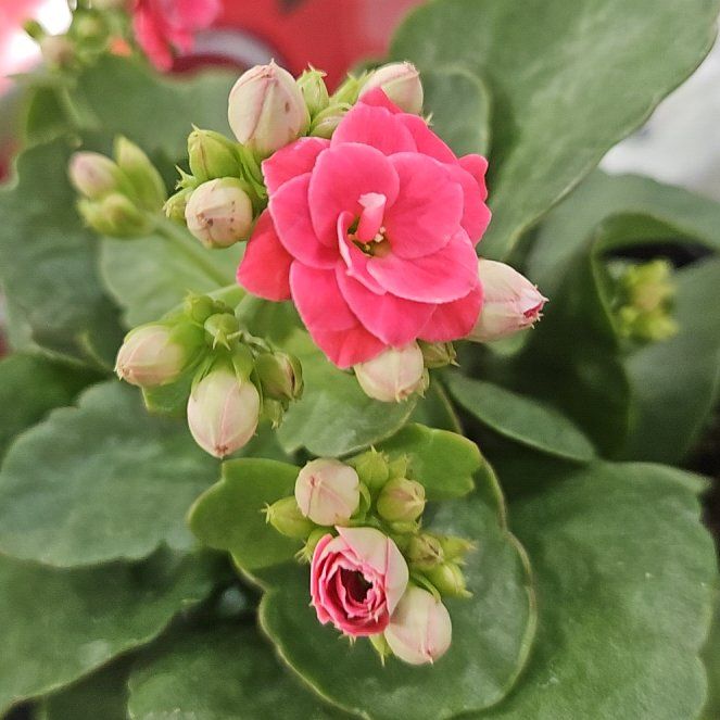 Photo of the plant species Kalanchoe blossfeldiana 'Red' by @JoyfulQuenepa32 named Sol on Greg, the plant care app