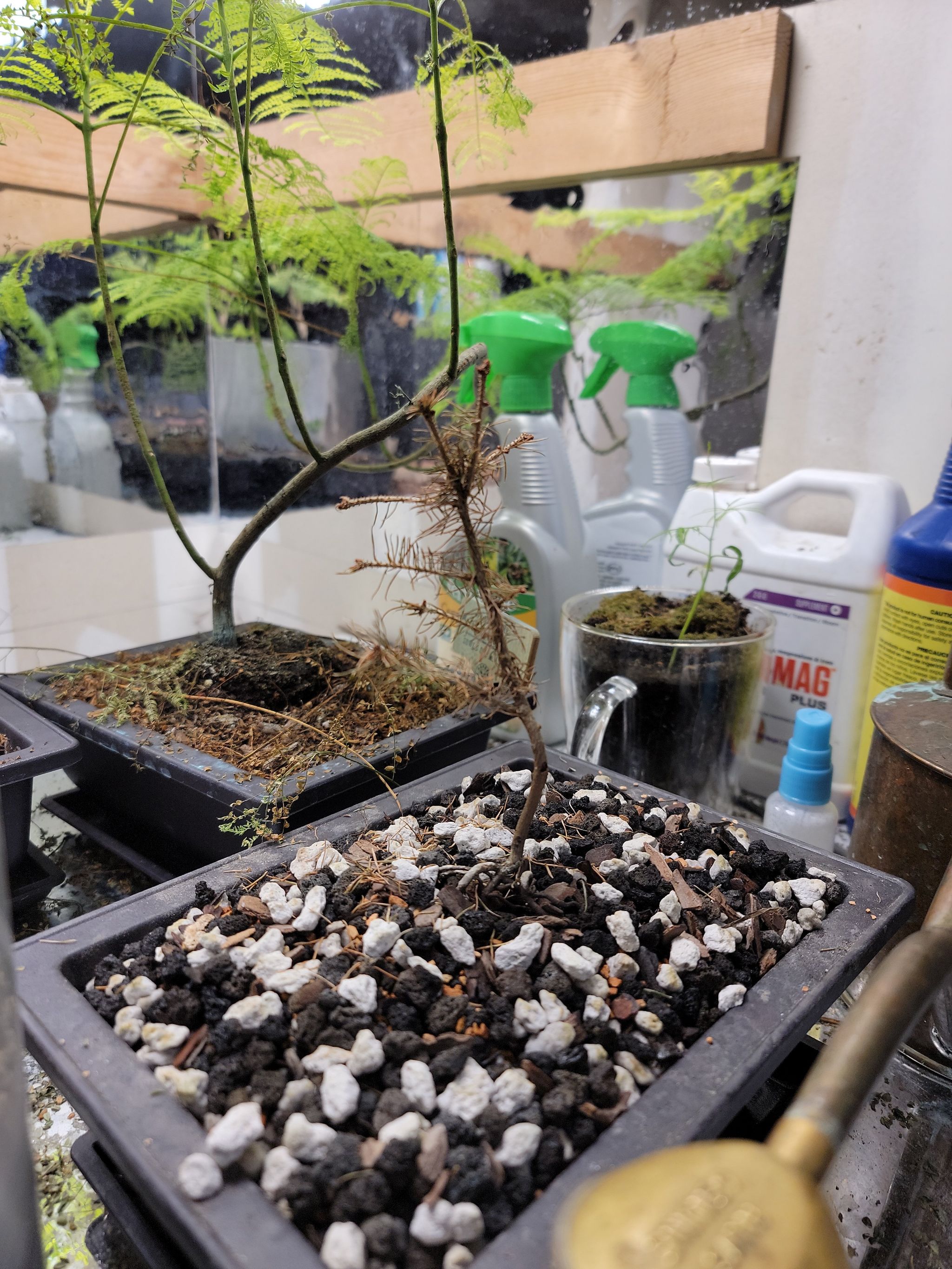 Photo of the plant species Brazilian Rosewood by @NobleMullein51 named Darwin on Greg, the plant care app
