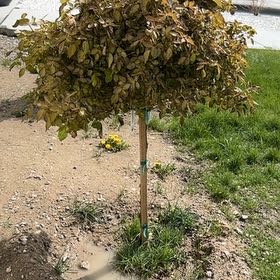 Photo of the plant species Julia Child Rose by @PlenteousNeem48 named Mollie on Greg, the plant care app