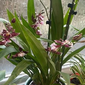 Photo of the plant species Red Dragon Orchid by @QuickMossfern36 named Scarlett on Greg, the plant care app