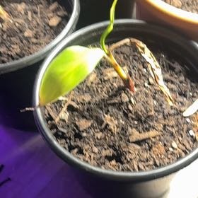 Photo of the plant species Gran Nain Banana by @LuminousSucc74 named McKinley on Greg, the plant care app