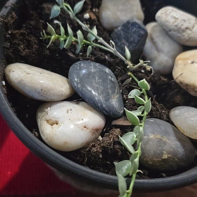 Photo of the plant species Dischidia oiantha 'Variegata' by @WondrousTutu71 named Homer on Greg, the plant care app