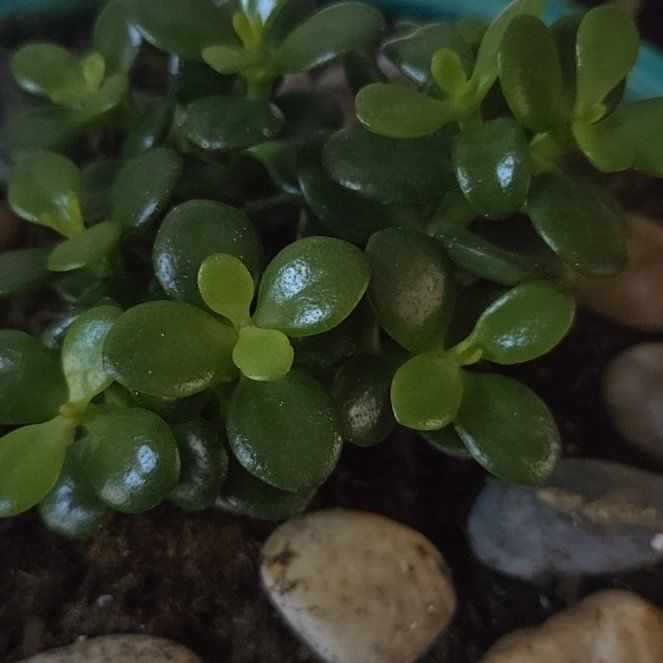 Photo of the plant species Miniature Jade Plant by @WondrousTutu71 named Terra on Greg, the plant care app
