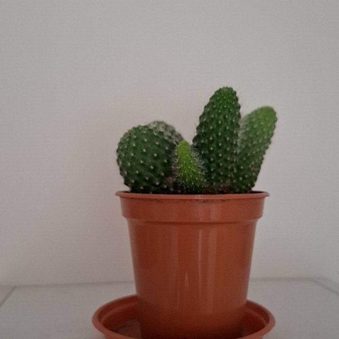 Photo of the plant species Rebutia minuscula by @GreatAvocado61 named Bella on Greg, the plant care app