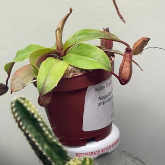 Bloody Mary Pitcher Plant plant in New Orleans, Louisiana