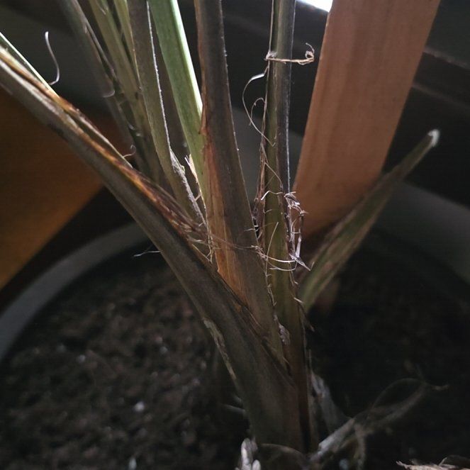 Photo of the plant species Mexican Fan Palm by @DreamyAlbo49 named Rosa on Greg, the plant care app