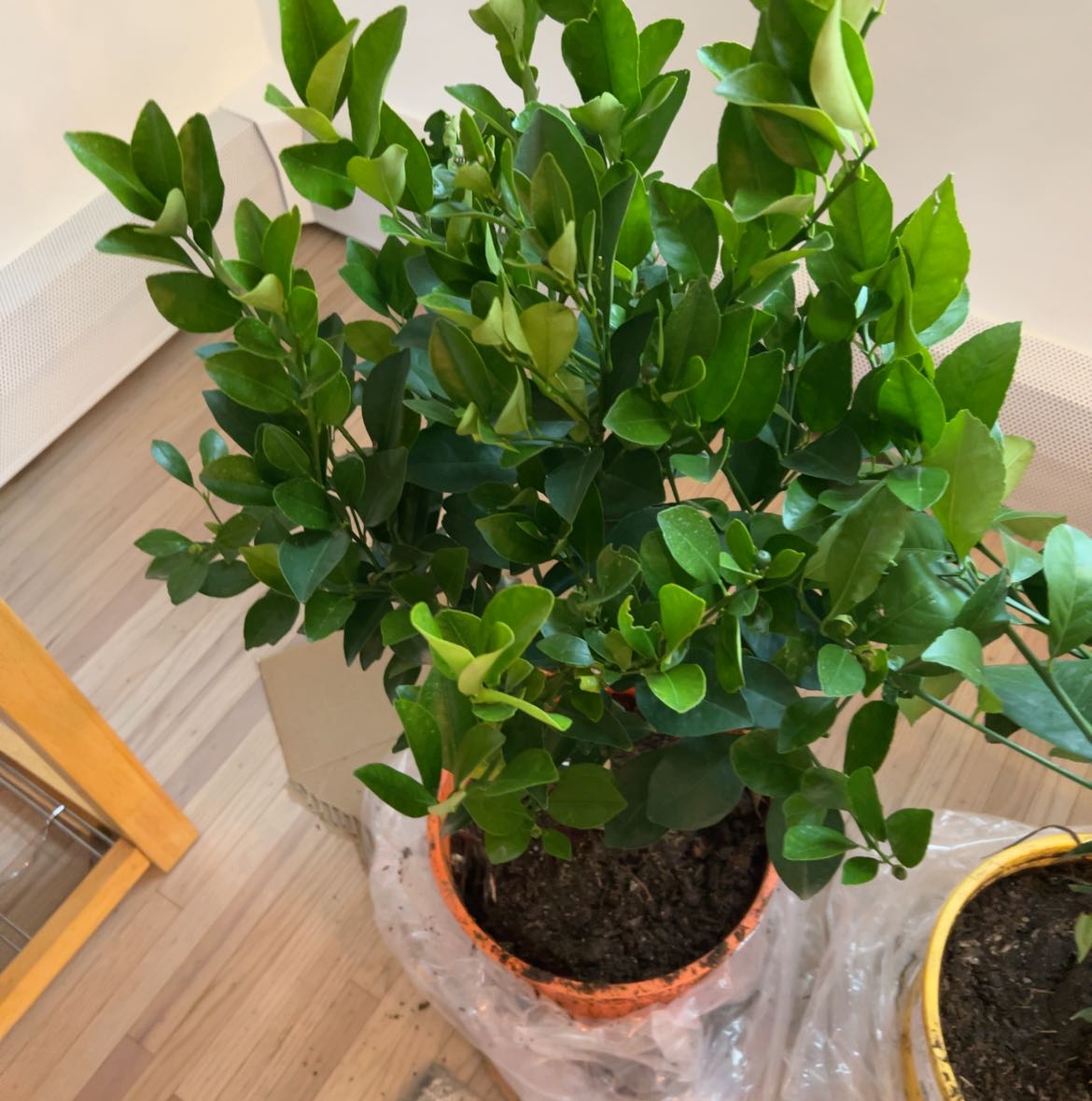 Photo of the plant species Calamondin by @VipPrenanthes57 named Bella on Greg, the plant care app