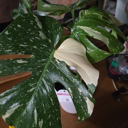 Photo of the plant species Monstera by @YesPinkpoui80 named Spotty on Greg, the plant care app