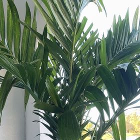 Photo of the plant species Christmas Palm by @FlashyHemlock49 named Khaleesi on Greg, the plant care app