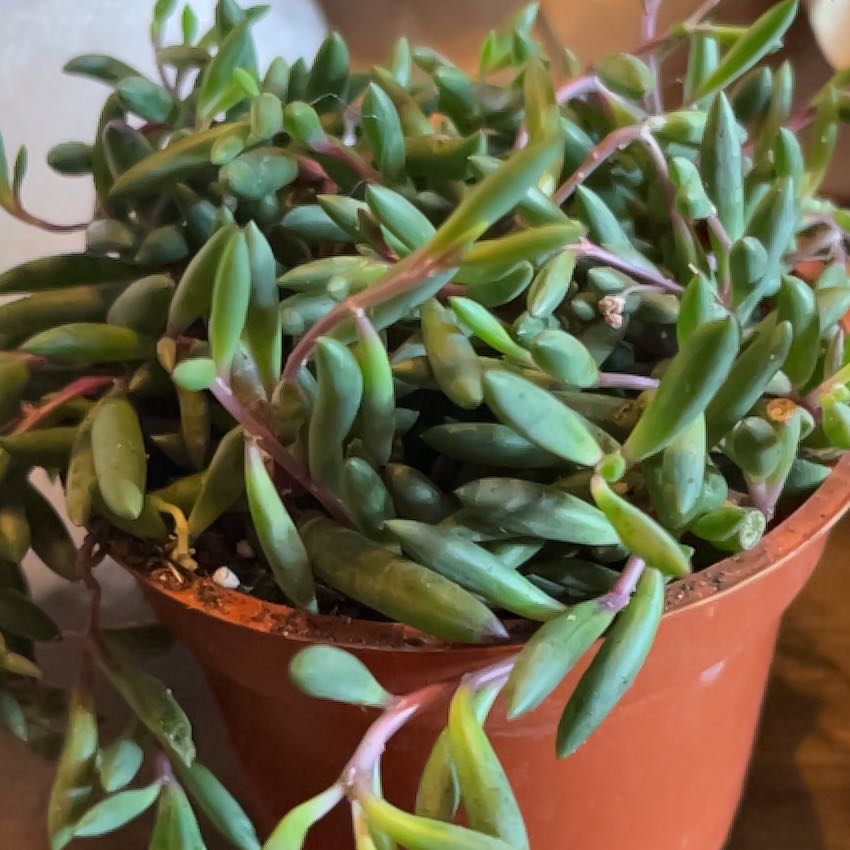 Photo of the plant species String of Rubies by @AwesomeDuwei7 named Ruby on Greg, the plant care app