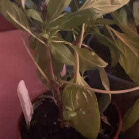 Photo of the plant species Thai Basil by @AwesomeDuwei7 named Thai Tea on Greg, the plant care app