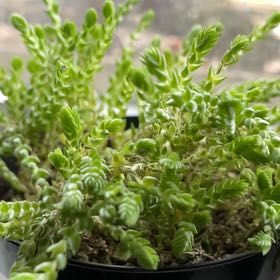 Photo of the plant species Water Chain by @MajorChilli6 named Eliza on Greg, the plant care app