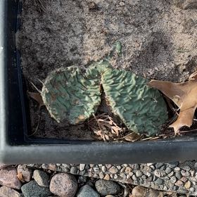 Photo of the plant species Grassland Prickly Pear by @WinLithops53 named Platte on Greg, the plant care app