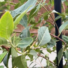 Photo of the plant species Button Mangrove by @FairFord77 named Robert Plant on Greg, the plant care app