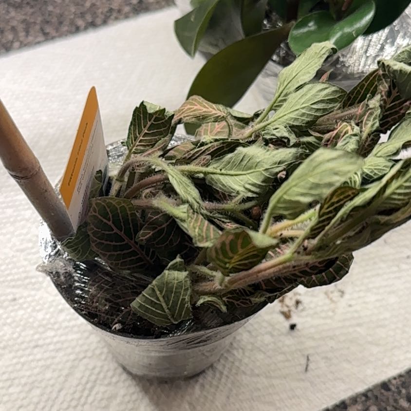 Photo of the plant species Fittonia Pink by @anthonyprincipe named Samantha on Greg, the plant care app