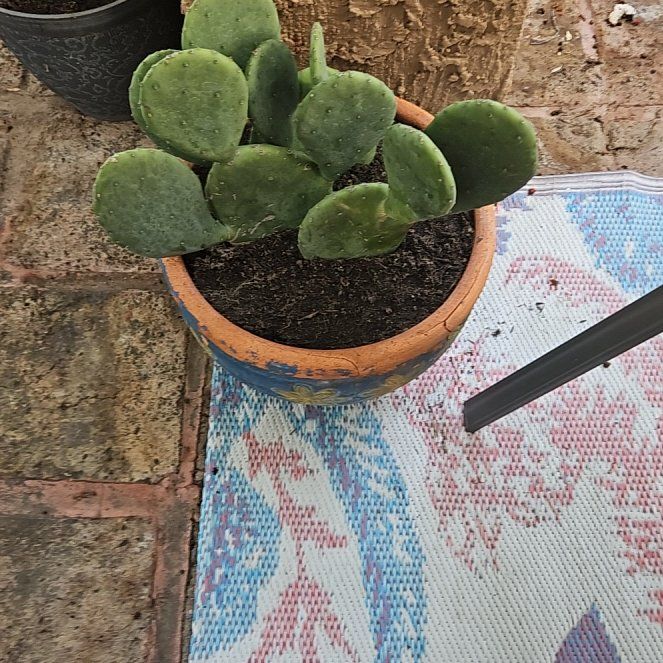 Photo of the plant species Opuntia 'Lime Green Dome' by @YeveNoni54 named Einstein on Greg, the plant care app