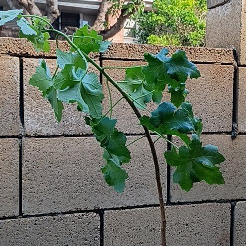 Photo of the plant species Malva Assurgentiflora by @ClassyPandan38 named Spike Leaves on Greg, the plant care app