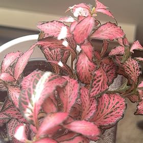 Photo of the plant species Fittonia 'Ruby Red' by @FunnyRaintree56 named Lily on Greg, the plant care app