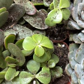 Photo of the plant species Acorn Peperomia by @ZippyPoindexter named Apollo on Greg, the plant care app