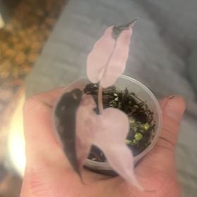 Photo of the plant species Alocasia Pink Bambino by @HotCaraway89 named Figyonce on Greg, the plant care app