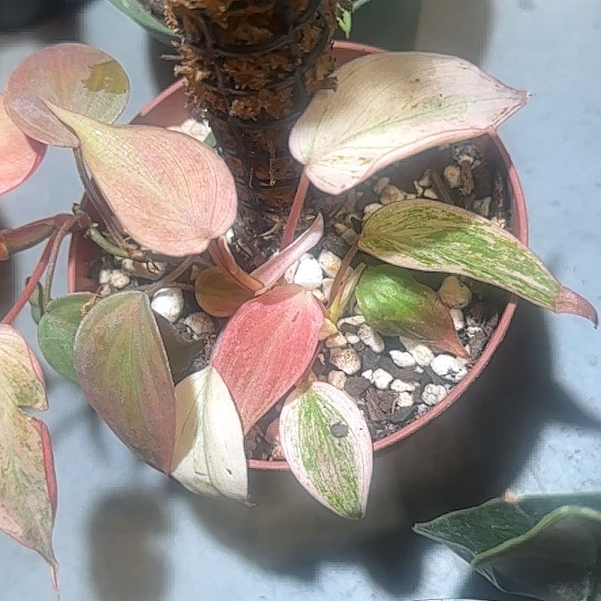 Photo of the plant species Variegated philodendron Pink micans by @HotCaraway89 named Prince on Greg, the plant care app