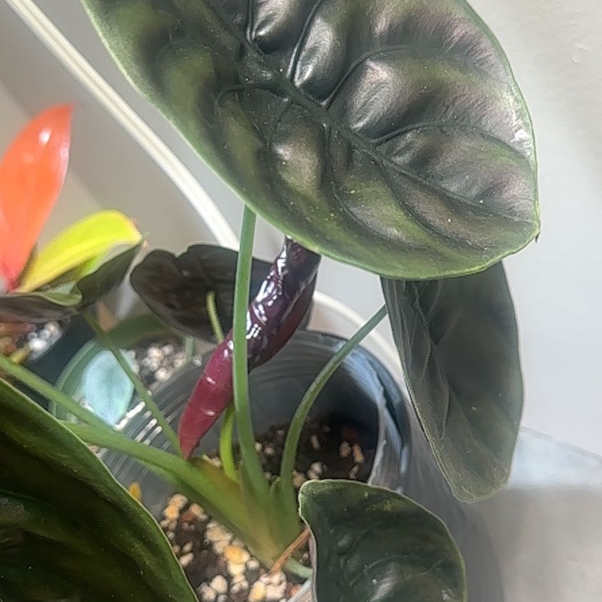 Photo of the plant species Red Secret Alocasia by @HotCaraway89 named Nithin on Greg, the plant care app