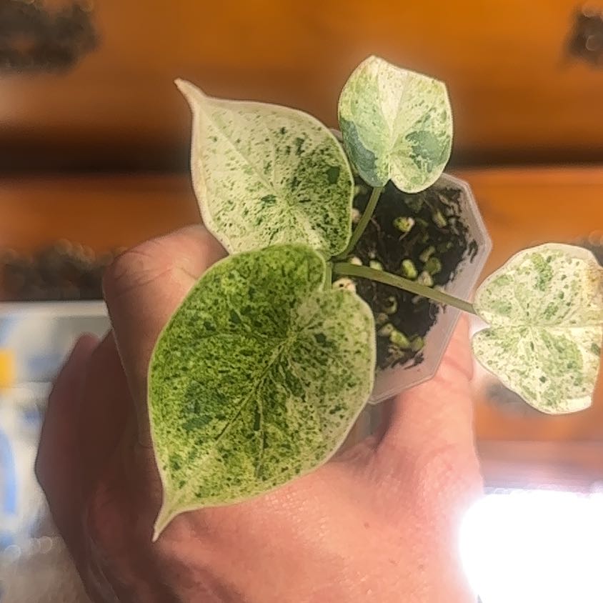 Photo of the plant species Alocasia Dragon Mint by @HotCaraway89 named Athena on Greg, the plant care app