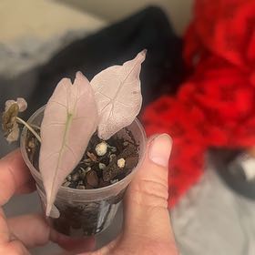 Photo of the plant species Pink Polly mint by @HotCaraway89 named Eva on Greg, the plant care app