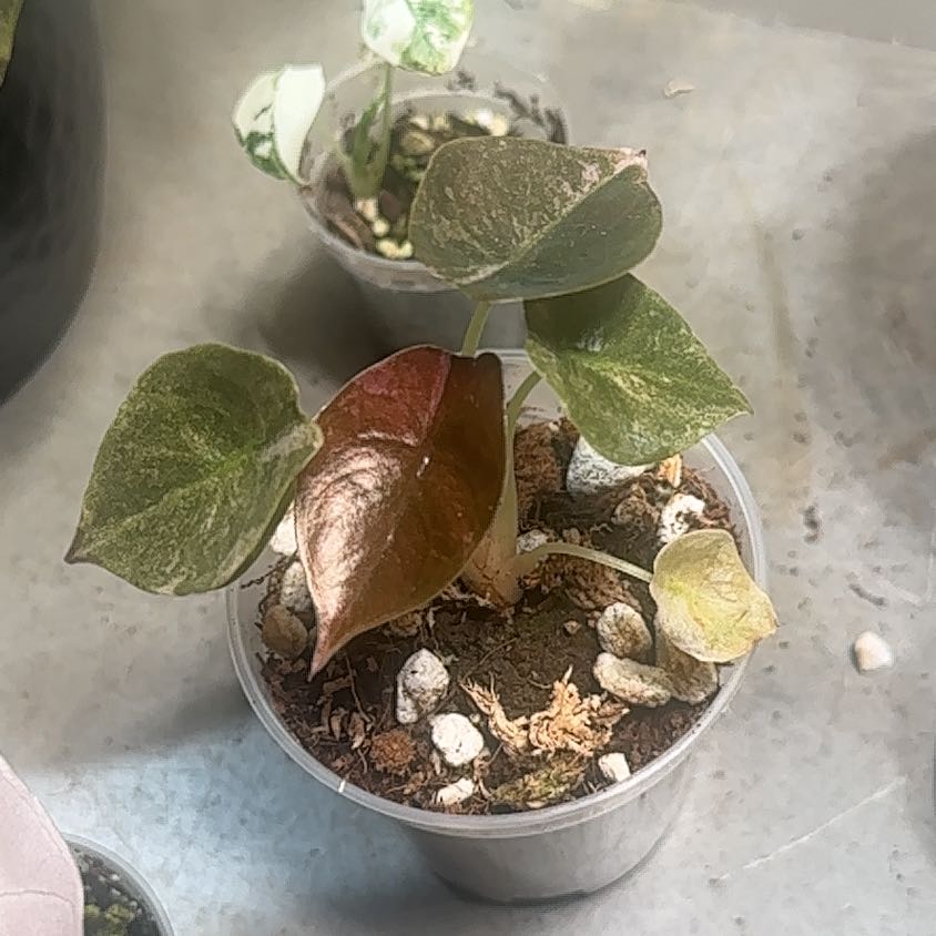 Photo of the plant species Alocasia cuprea 'Albo' by @HotCaraway89 named Rosa on Greg, the plant care app
