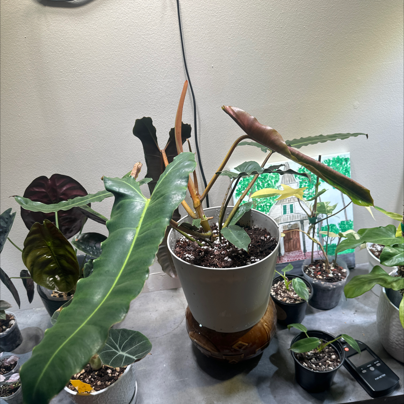Photo of the plant species Philodendron 'Black Billietae' by @HotCaraway89 named Shakira on Greg, the plant care app