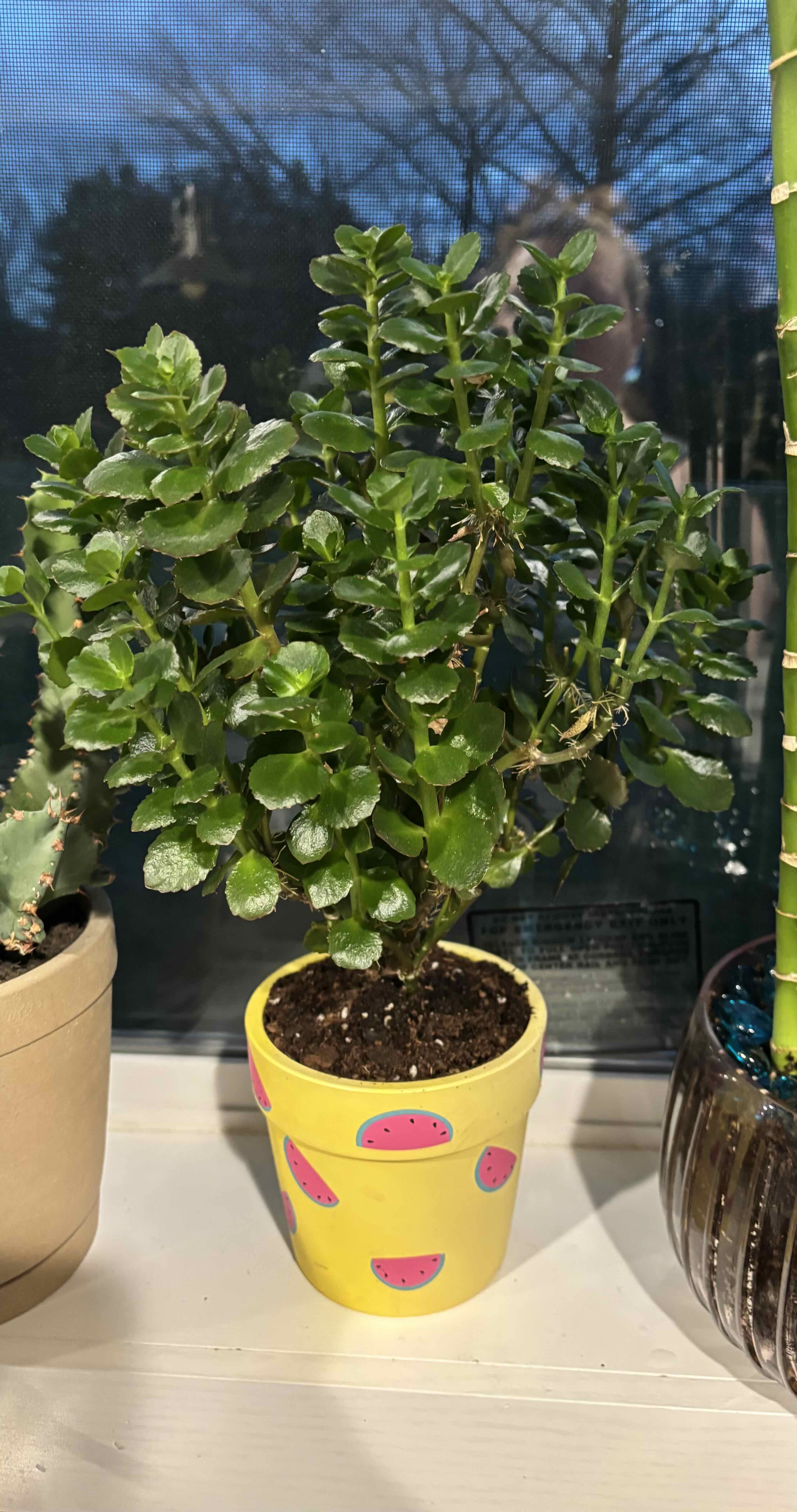 Photo of the plant species Calandiva Orange Florist Kolanchoe by @StrawberrygirlB named Socks on Greg, the plant care app