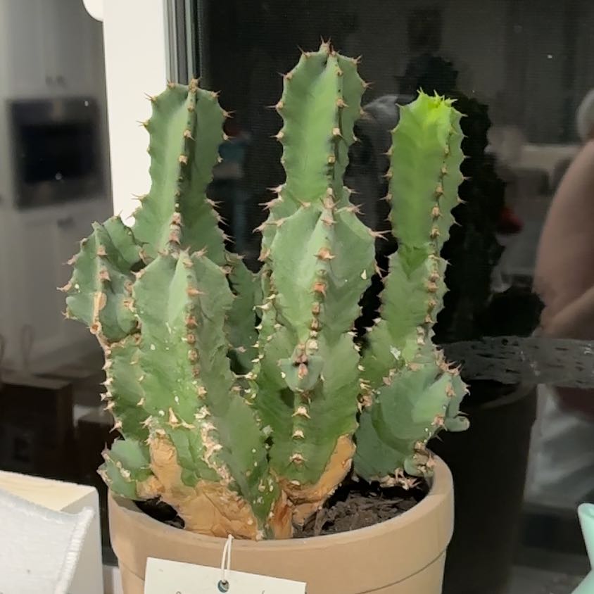 Photo of the plant species Moroccan Mound by @StrawberrygirlB named Harry on Greg, the plant care app