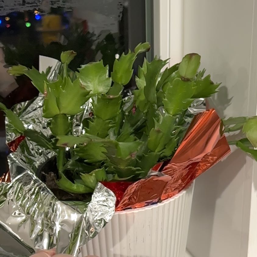 Photo of the plant species Christmas Cactus by @StrawberrygirlB named Festi on Greg, the plant care app