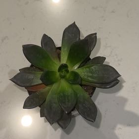 Photo of the plant species 'Black Flash' by @WiredLuscious25 named Da Hulk on Greg, the plant care app