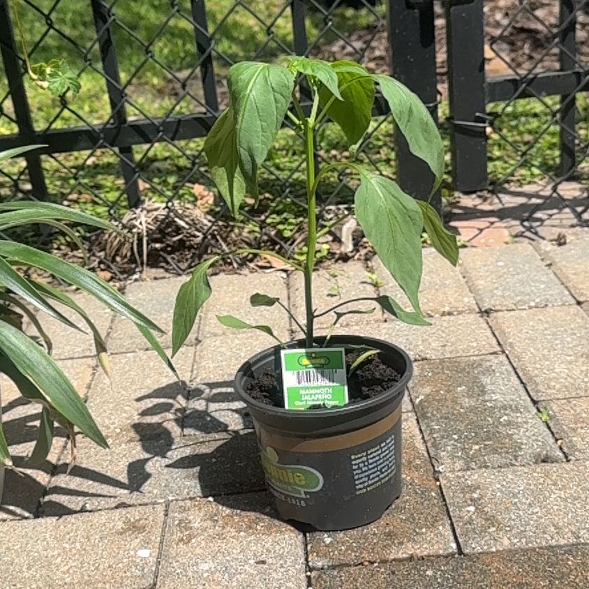 Photo of the plant species Giant Jalapeno Pepper by @SubtleFanpalm41 named Hot Sauce on Greg, the plant care app