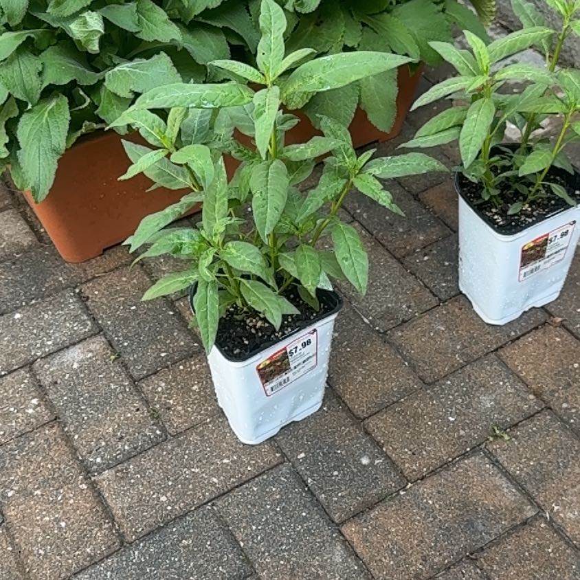 Photo of the plant species Tropical Milkweed by @SubtleFanpalm41 named Miley on Greg, the plant care app