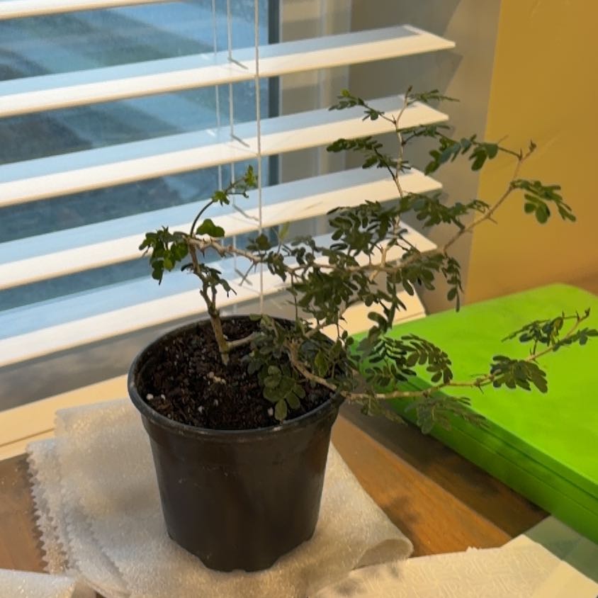 Photo of the plant species Brazillian Rain Tree by @RoundApiastrum named Mando on Greg, the plant care app