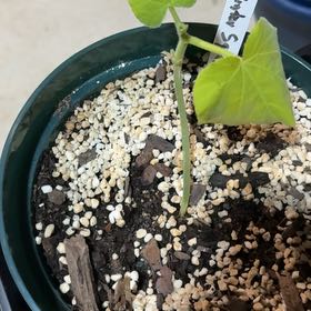 Photo of the plant species Winter Squash by @LuxuriousCorn10 named Bodhi on Greg, the plant care app
